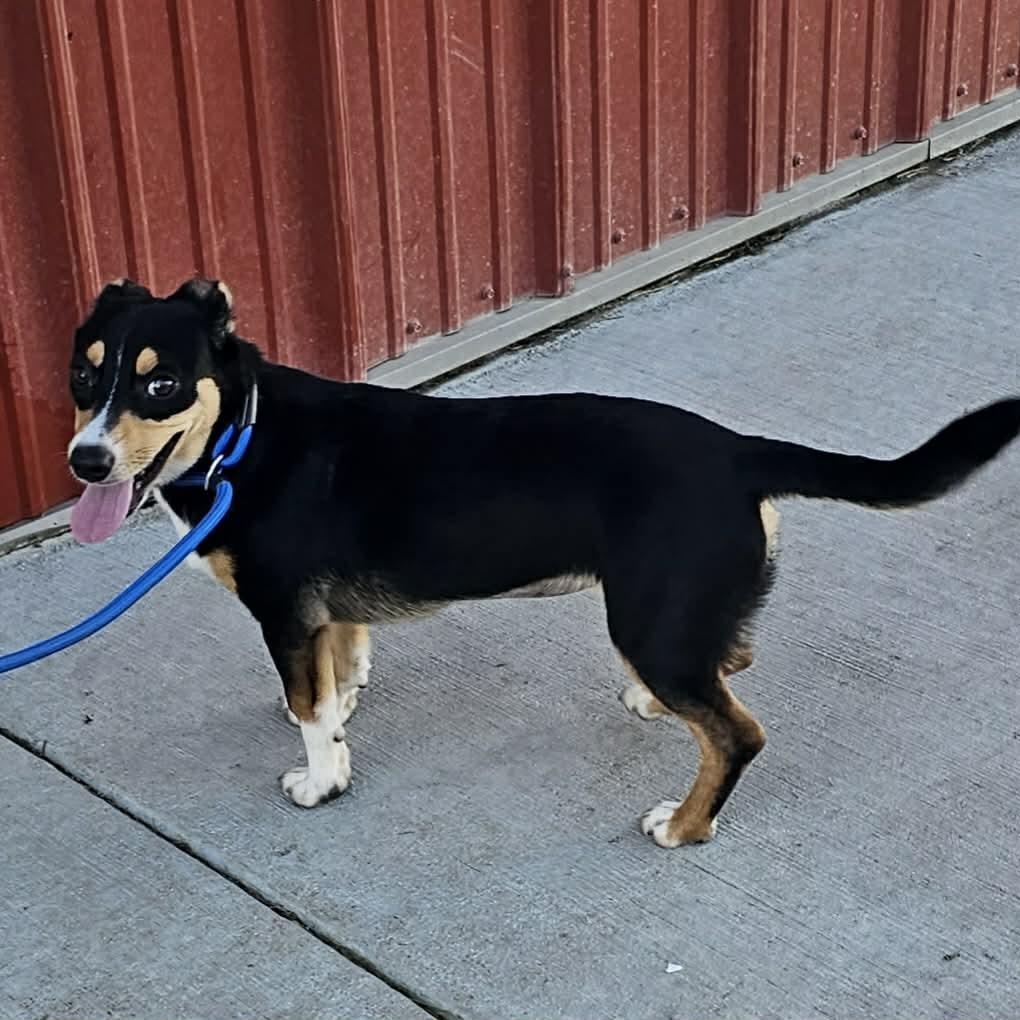 Enlarge Penny , an adopted mixed breed in Plainfield, IL image 4/4