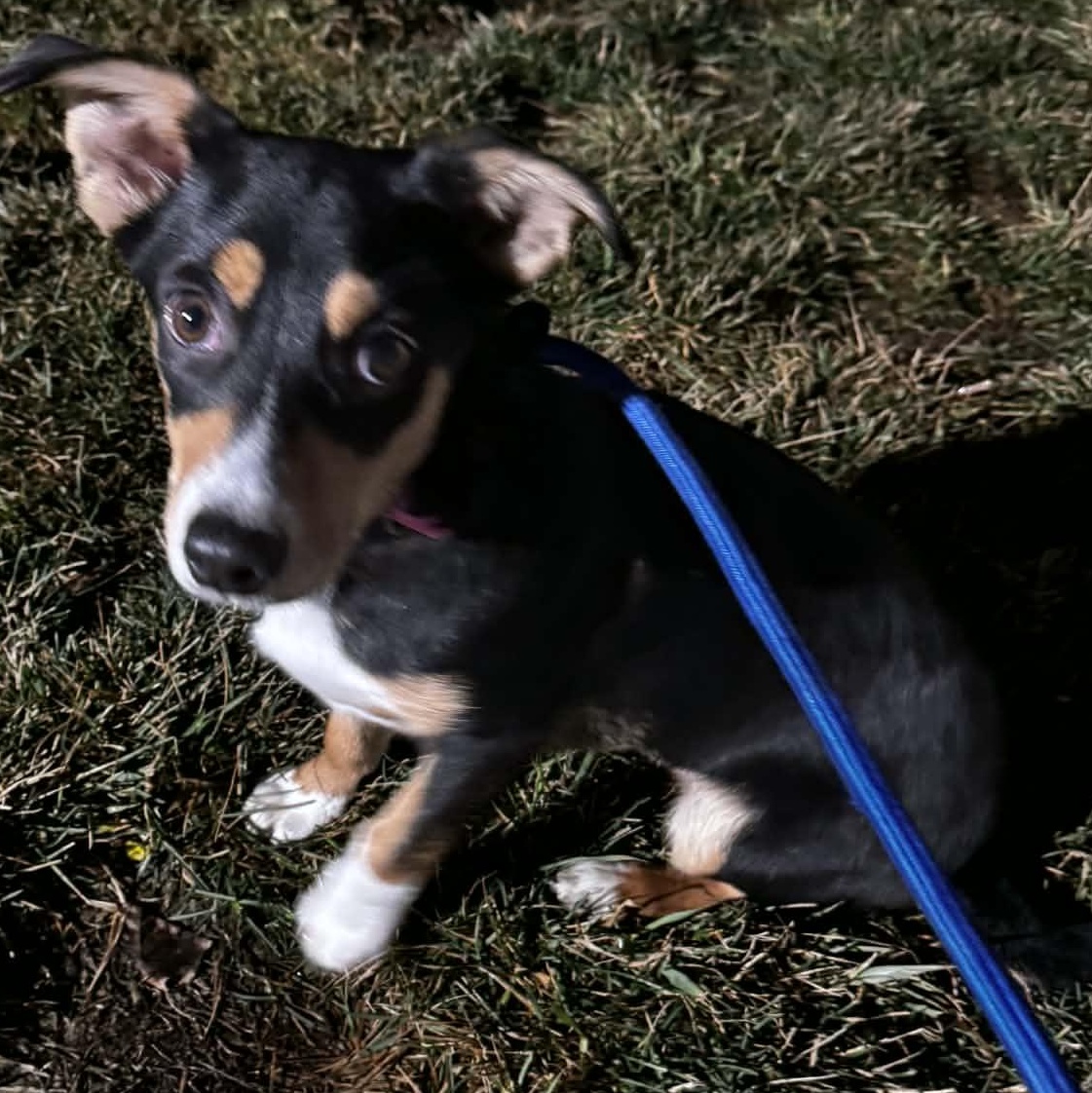 Enlarge Penny , an adopted mixed breed in Plainfield, IL image 2/4