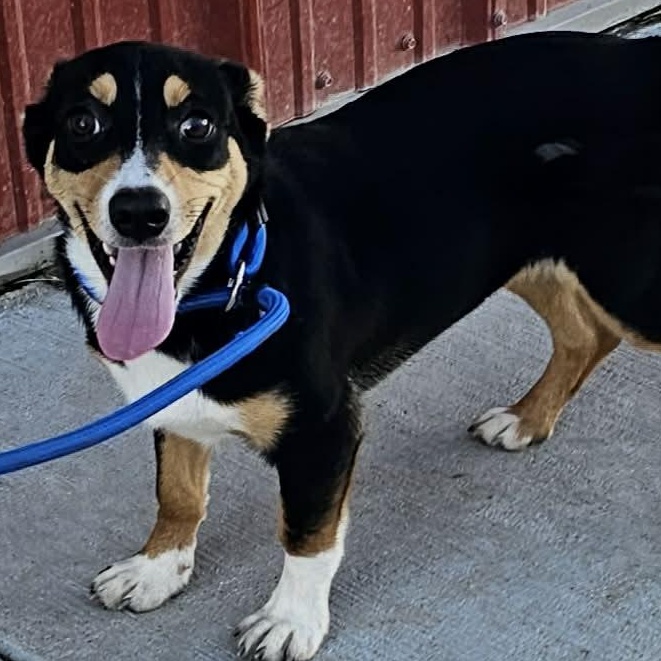 Penny , adopted, Young Female Chihuahua.