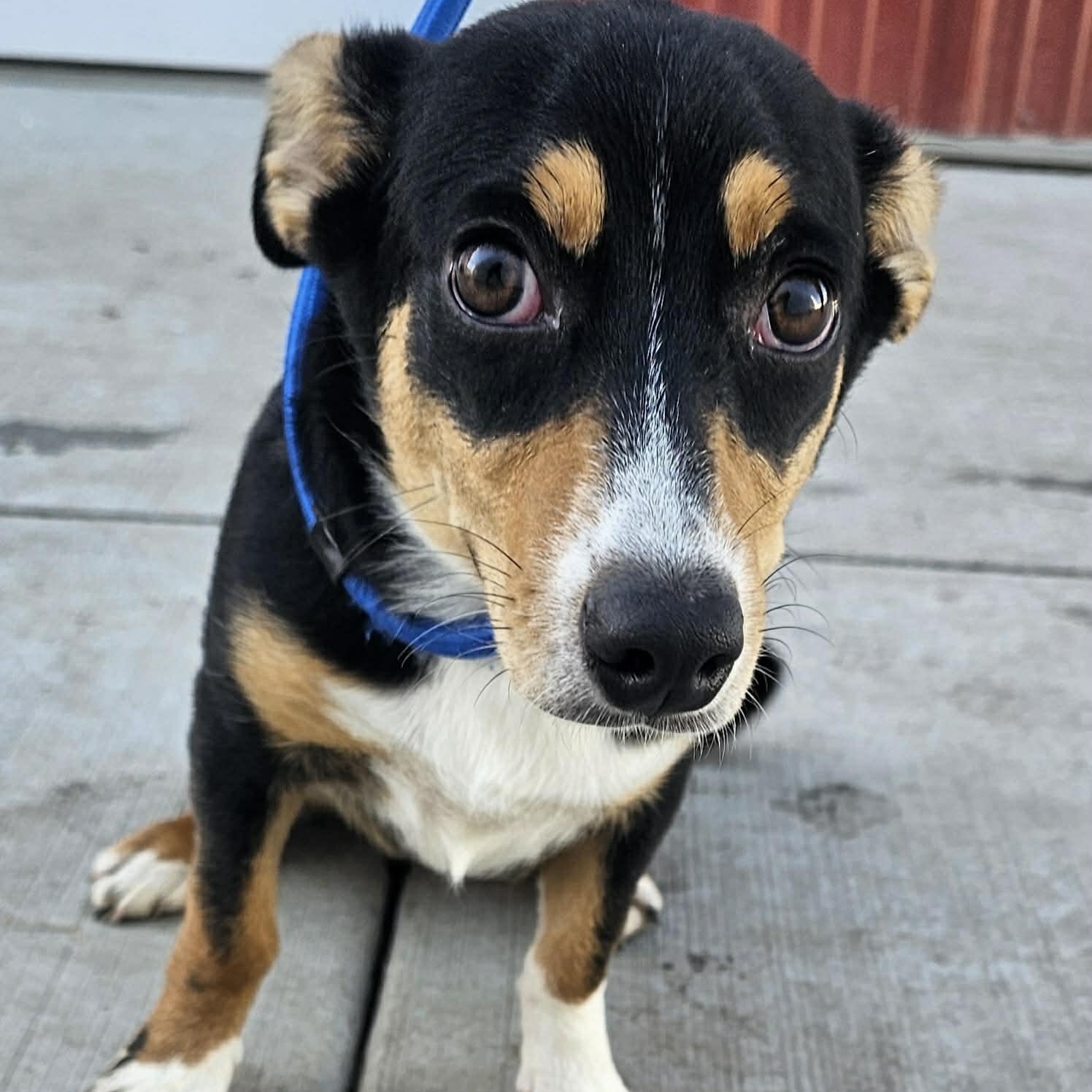 Enlarge Penny , an adopted mixed breed in Plainfield, IL image 3/4