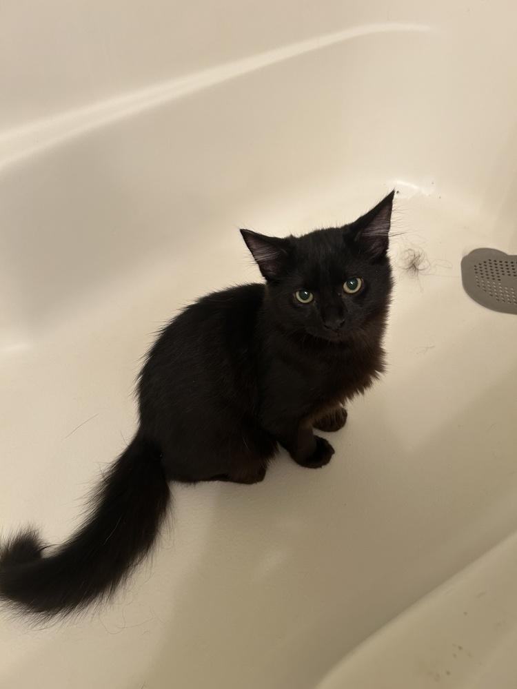 Enlarge Ralsei, a Adoptable Domestic Medium Hair in Pacifica, CA image 1/2