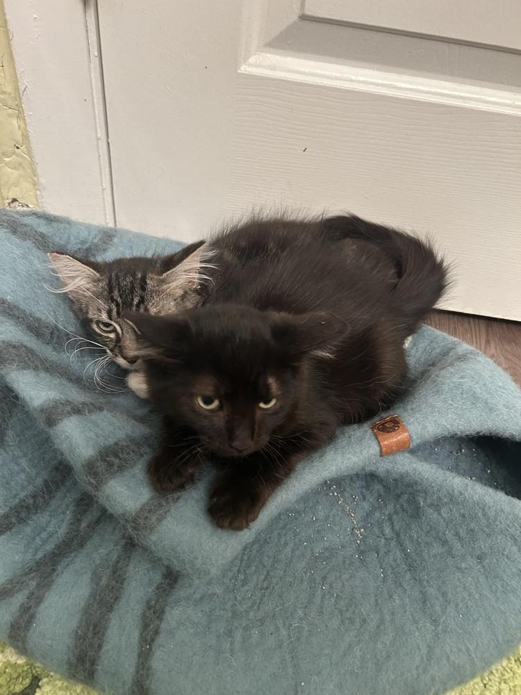 Enlarge Ralsei, a Adoptable Domestic Medium Hair in Pacifica, CA image 2/2