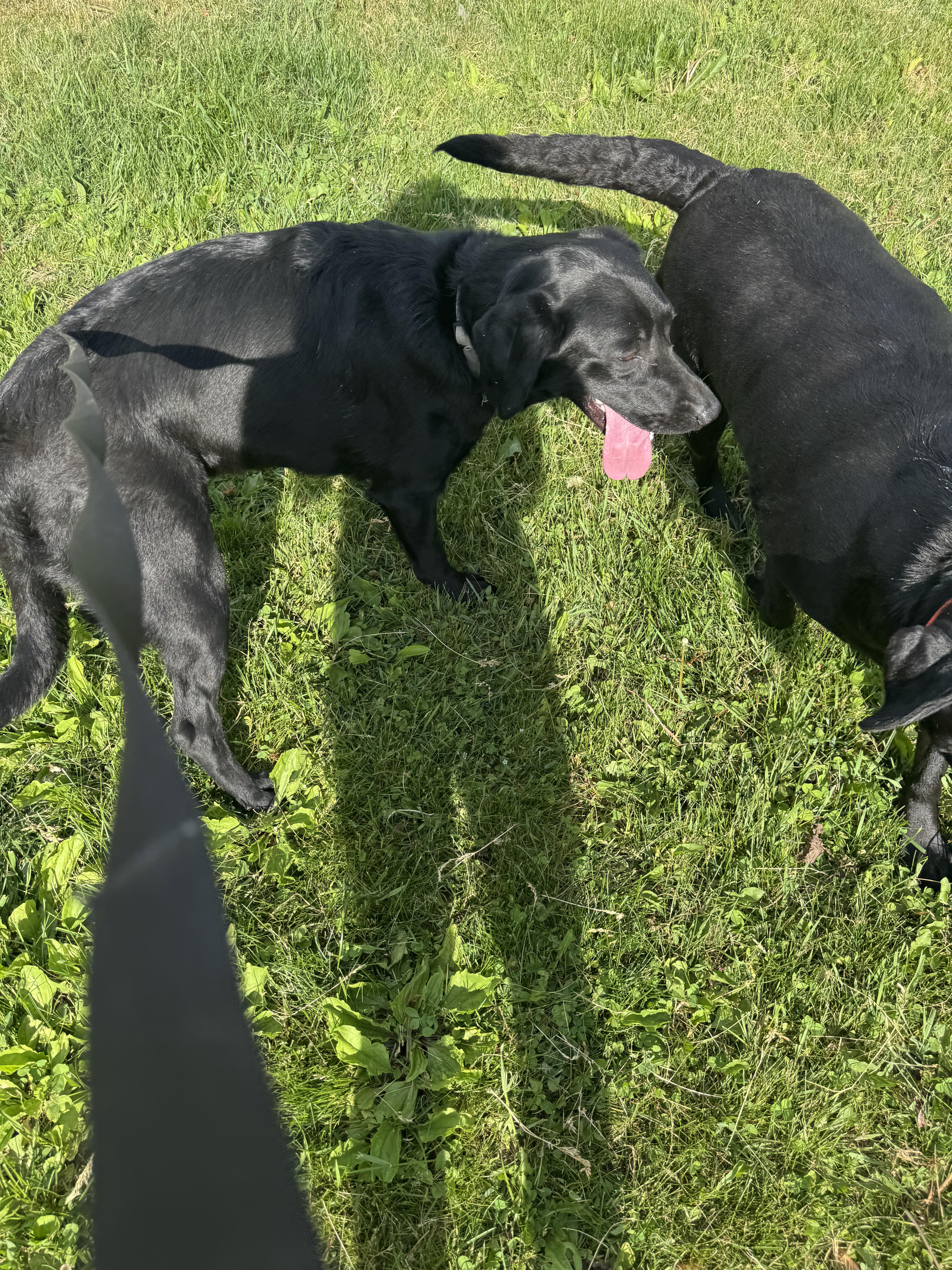 Monkey, a ADOPTABLE Black Labrador Retriever in Glenwood City, WI image 4/4