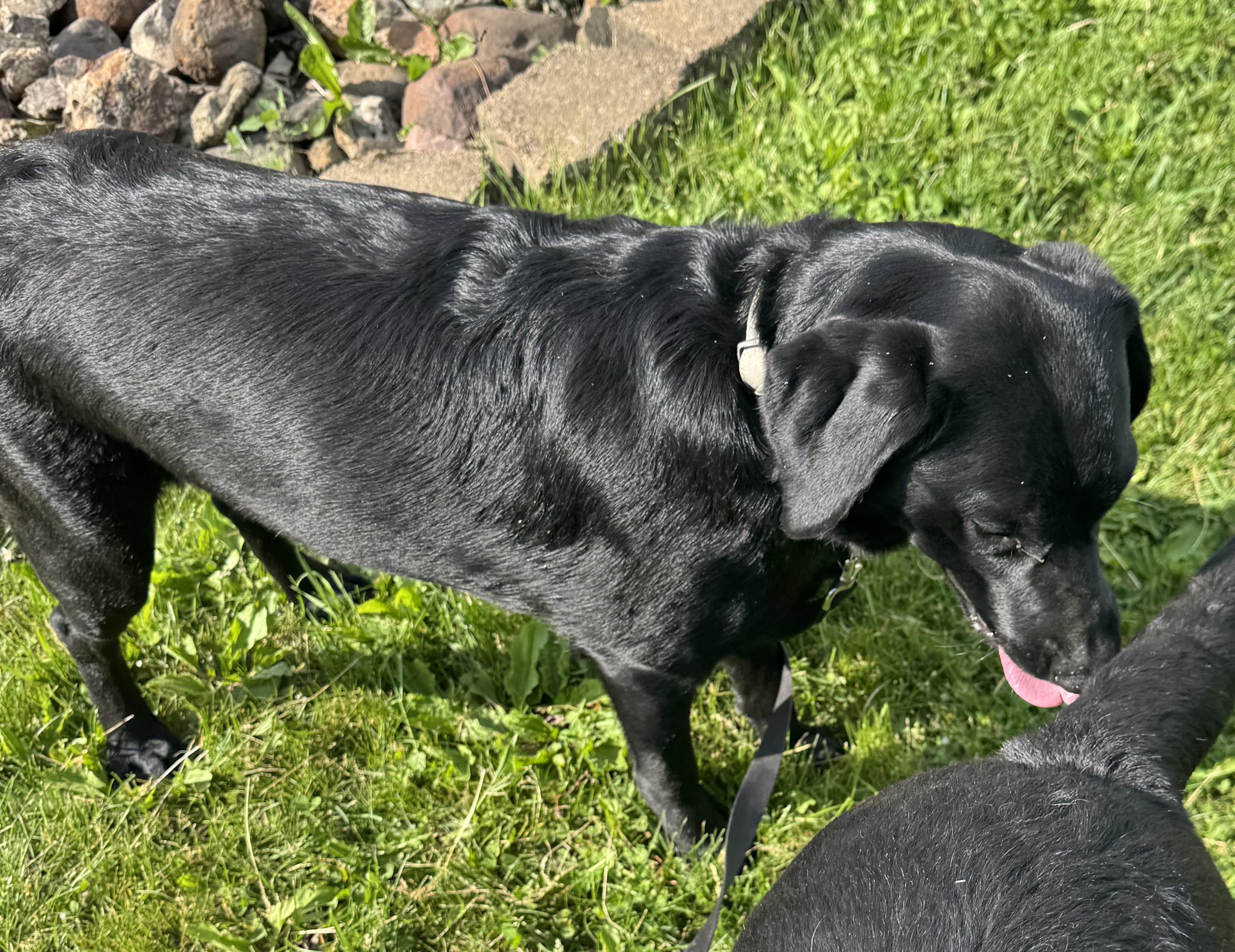 Monkey, a ADOPTABLE Black Labrador Retriever in Glenwood City, WI image 2/4