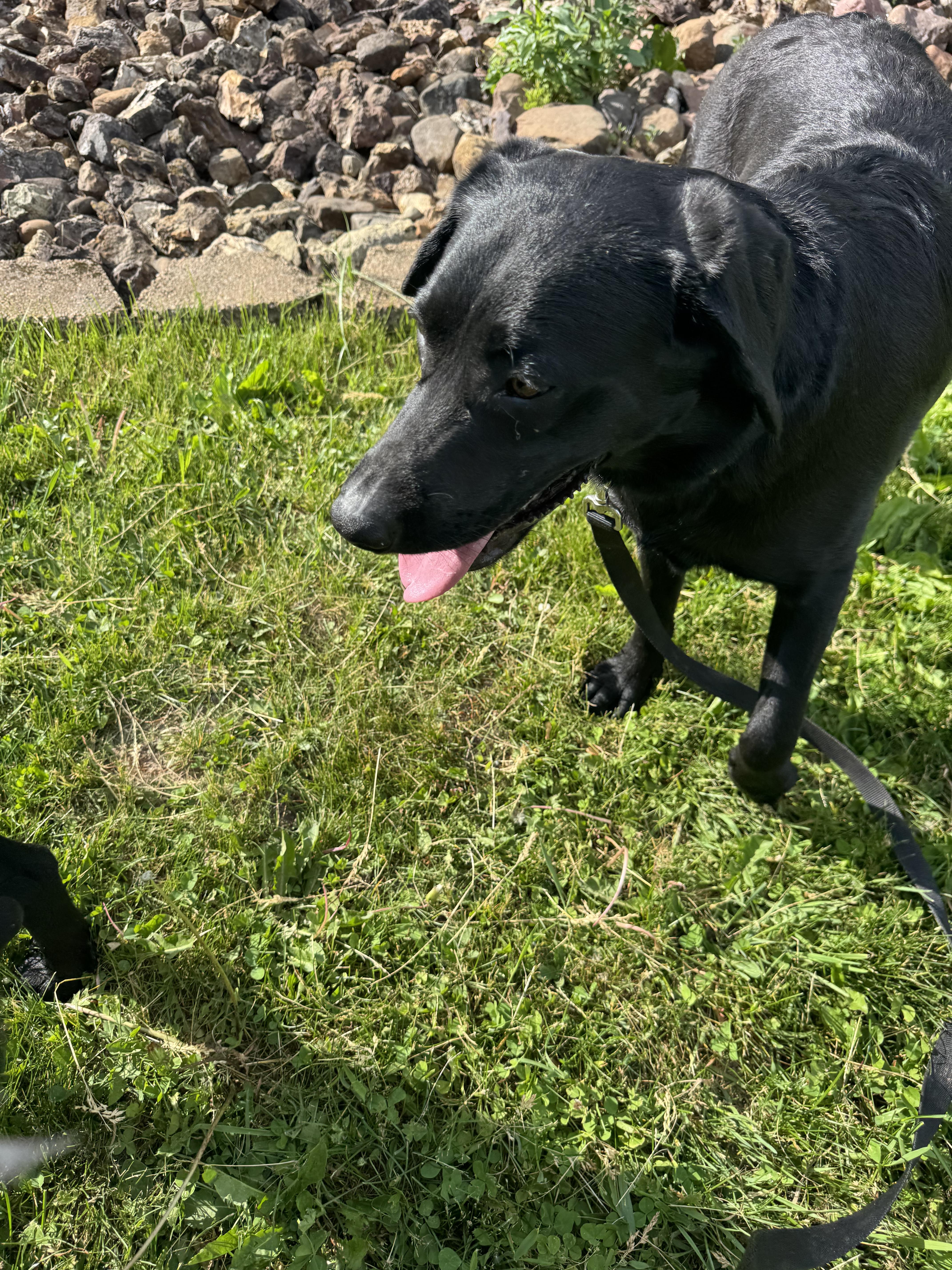 Monkey, a ADOPTABLE Black Labrador Retriever in Glenwood City, WI image 3/4