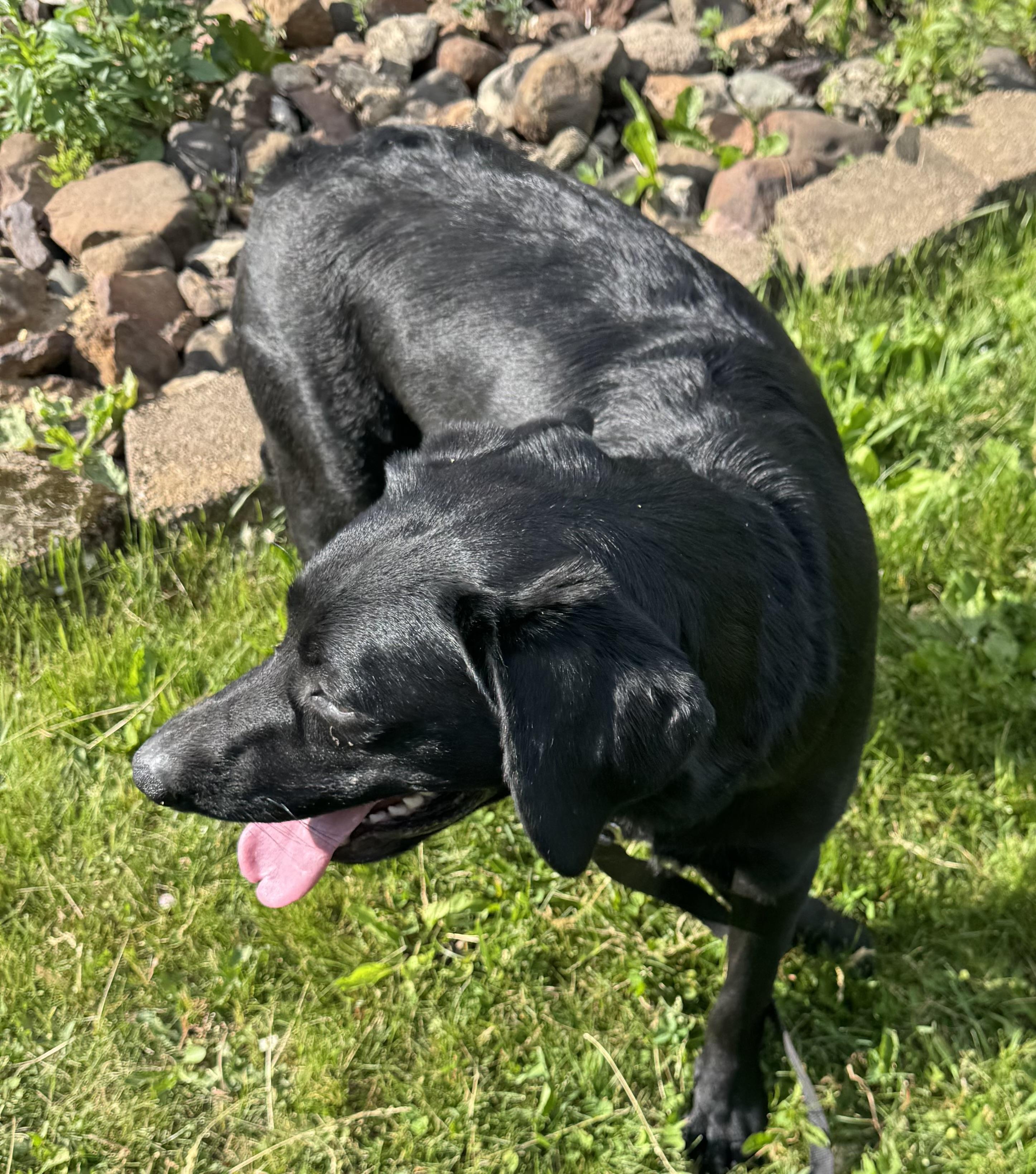 Monkey, ADOPTABLE, Young Female Black Labrador Retriever.