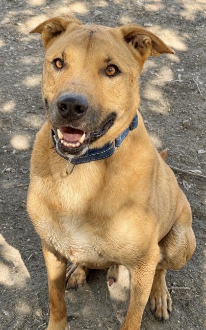 Michael, a Adoptable mixed breed in San Antonio, TX image 1/3