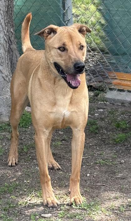 Michael, a Adoptable mixed breed in San Antonio, TX image 2/3
