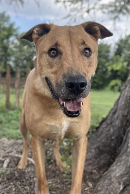 Enlarge Michael, a Adoptable mixed breed in San Antonio, TX image 2/4