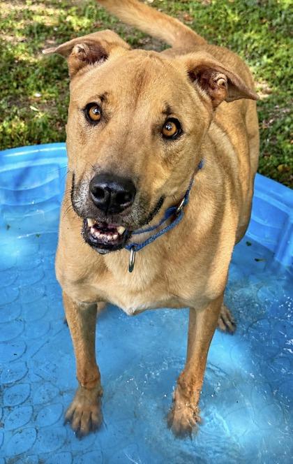 Michael, a Adoptable mixed breed in San Antonio, TX image 3/3