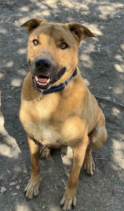 Michael, a Adoptable mixed breed in San Antonio, TX image 2/3