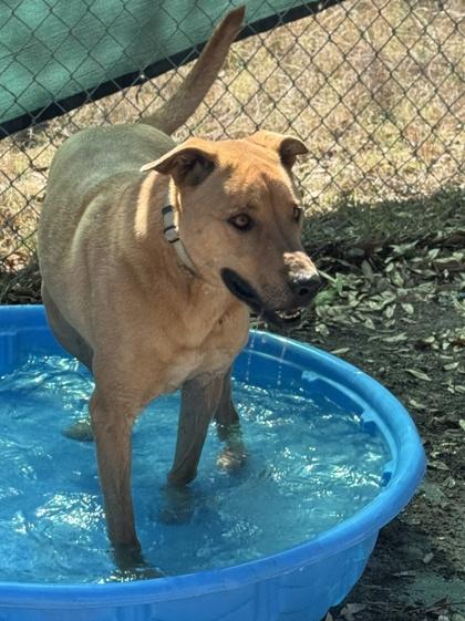 Michael, a Adoptable mixed breed in San Antonio, TX image 3/3