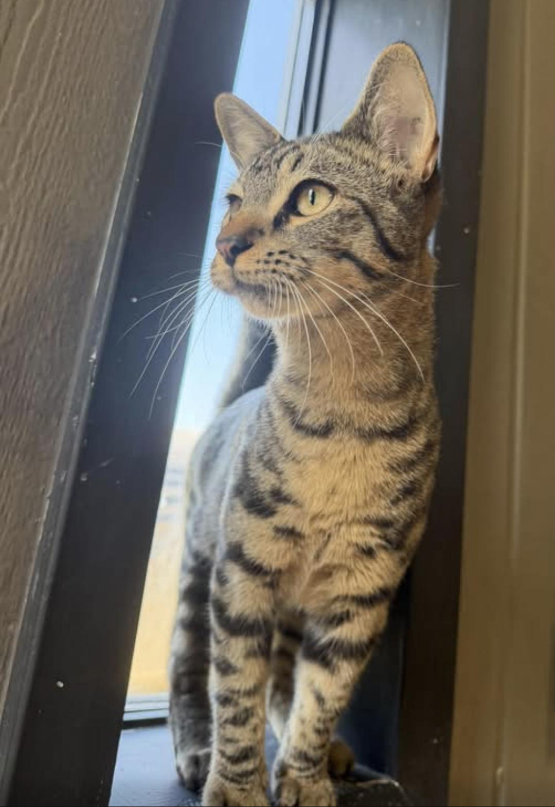 Stripes, Adoptable, Adult Female Domestic Short Hair.