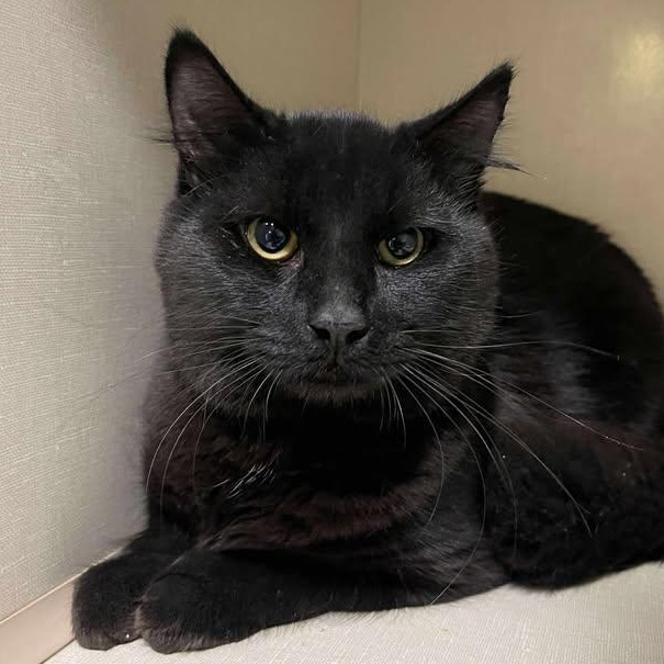 Jet, ADOPTABLE, Young Male Domestic Long Hair.