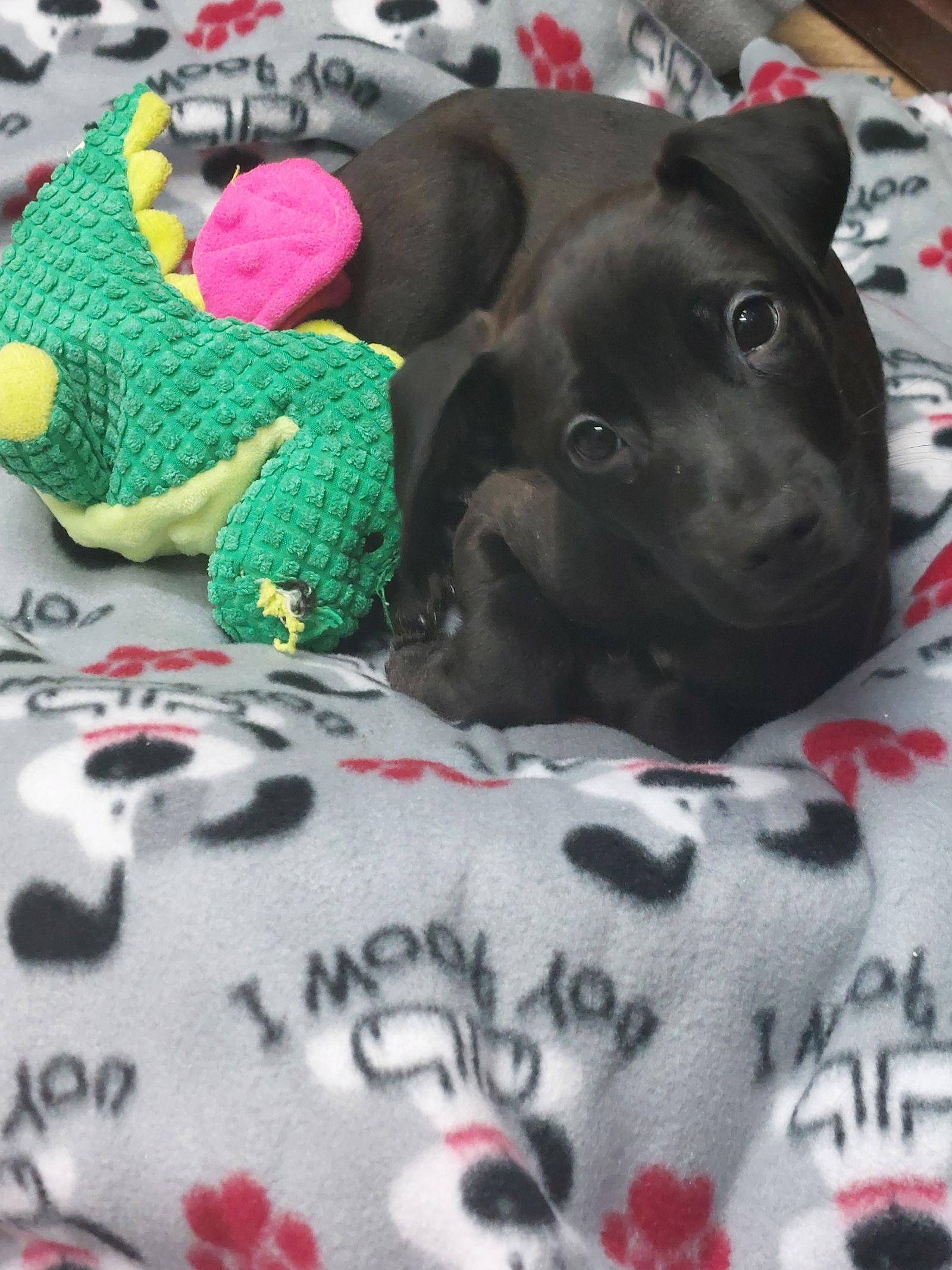 Amos, a Adopted mixed breed in Sanford, FL image 1/3