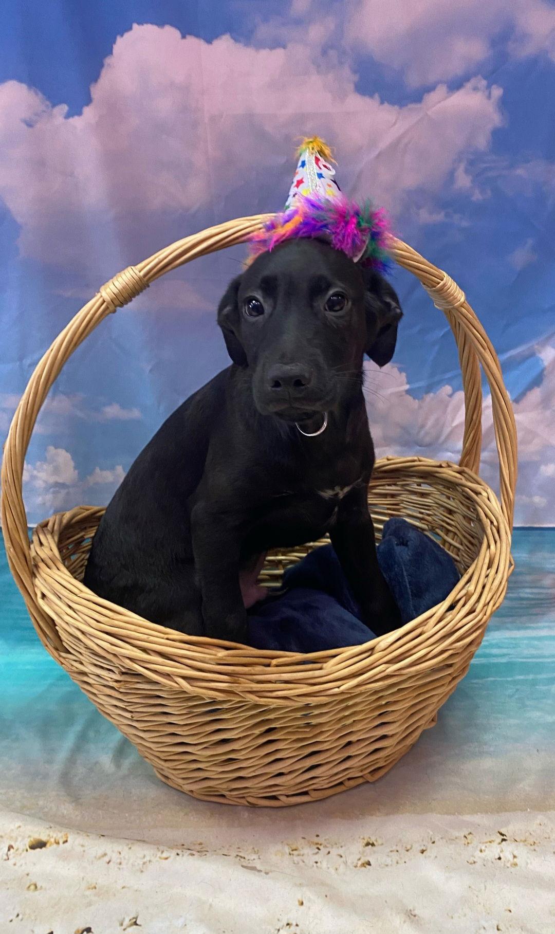 Amos, a Adopted mixed breed in Sanford, FL image 2/3