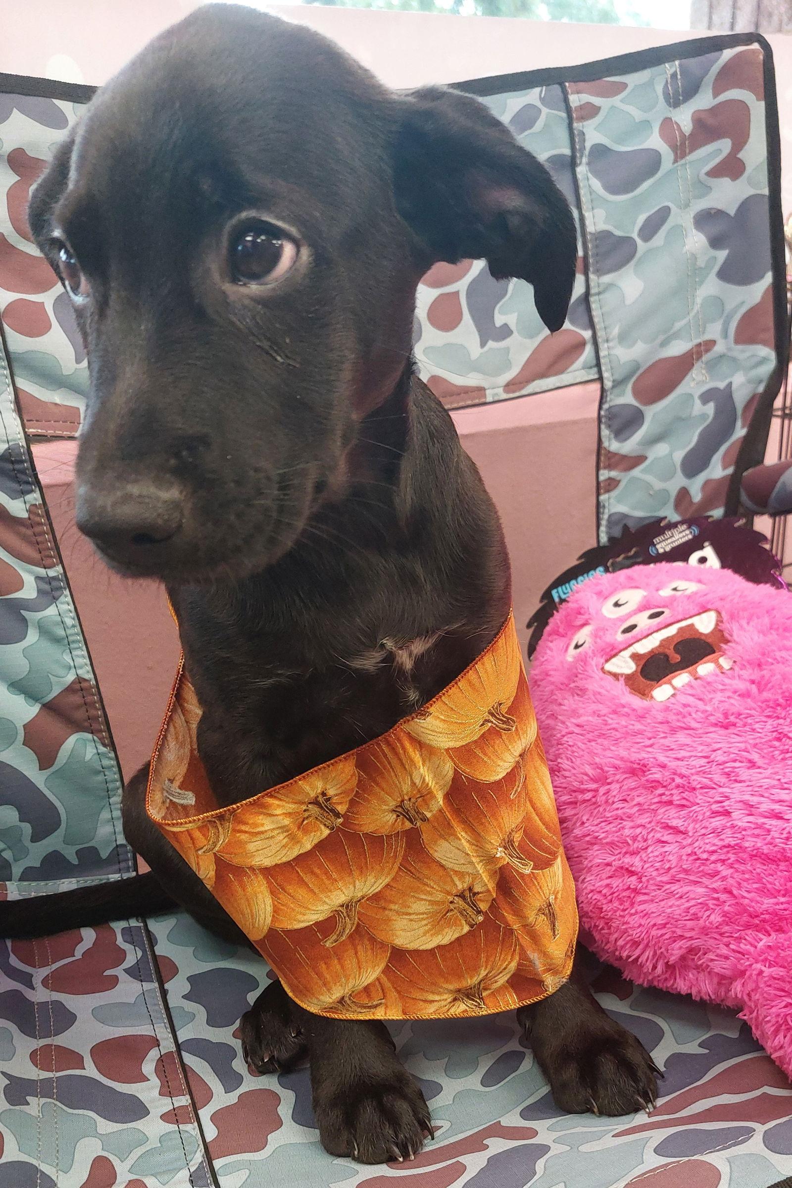 Amos, a Adopted mixed breed in Sanford, FL image 3/3