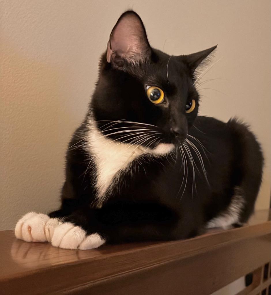 Enlarge Garland, a Adoptable mixed breed in Cumming, GA image 1/1