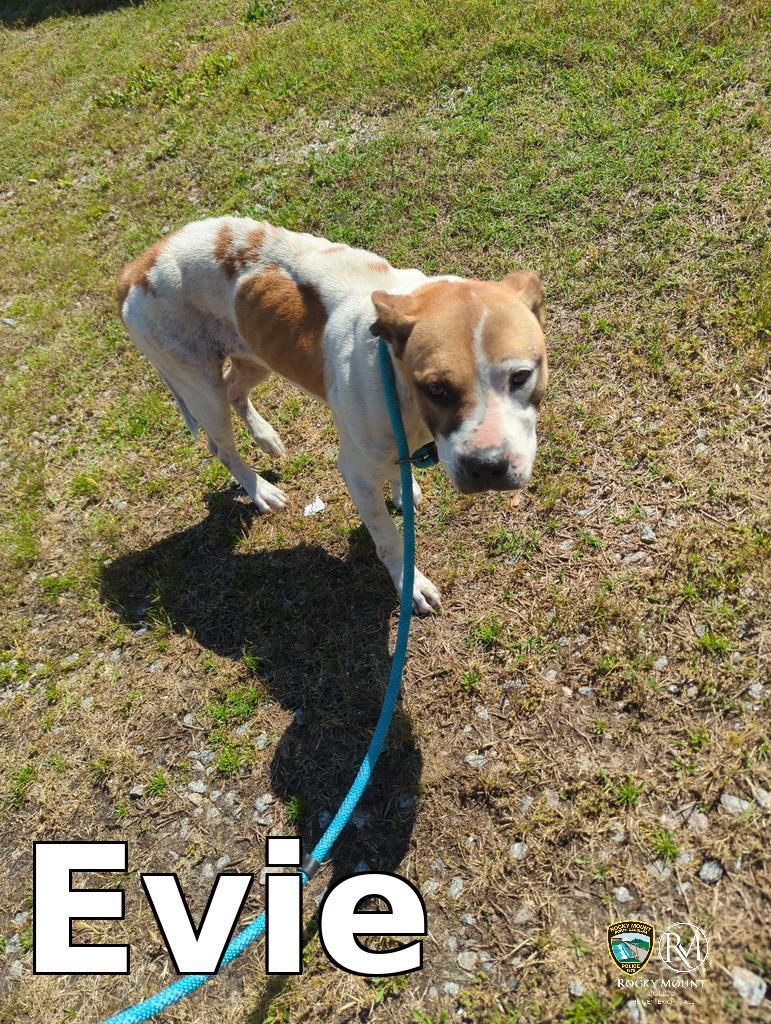 Enlarge Evie, a Adoptable Pit Bull Terrier in Rocky Mount, NC image 1/2