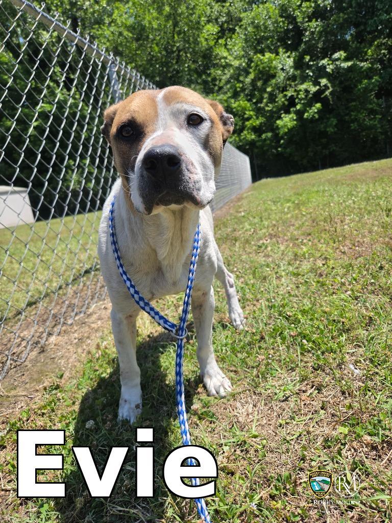 Enlarge Evie, a Adoptable Pit Bull Terrier in Rocky Mount, NC image 2/2