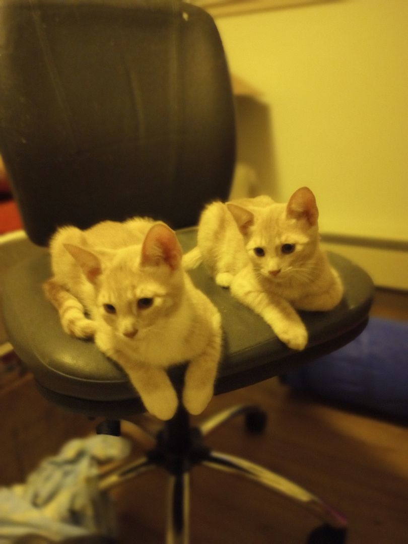 Kenny, Adopted, Kitten Male Domestic Short Hair & American Shorthair.