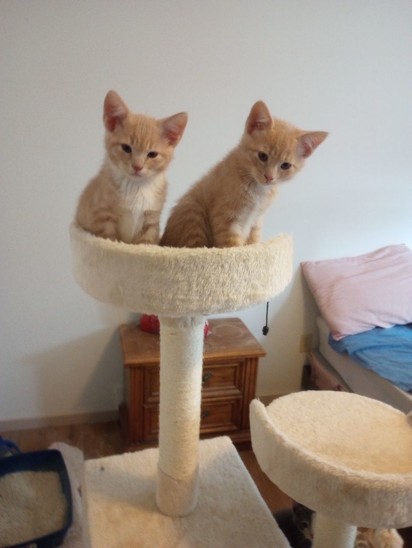 Enlarge Kenny, a Adopted mixed breed in Santa Rosa, CA image 2/9