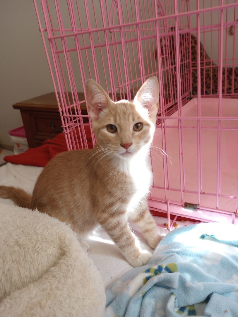 Enlarge Kenny, a Adopted mixed breed in Santa Rosa, CA image 3/9