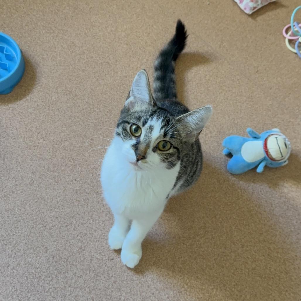 Hunteress, Adoptable, Kitten Female Domestic Short Hair.
