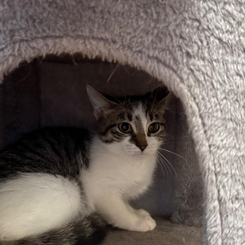 Enlarge Hunteress, a Adoptable Domestic Short Hair in Ballston Spa, NY image 2/4