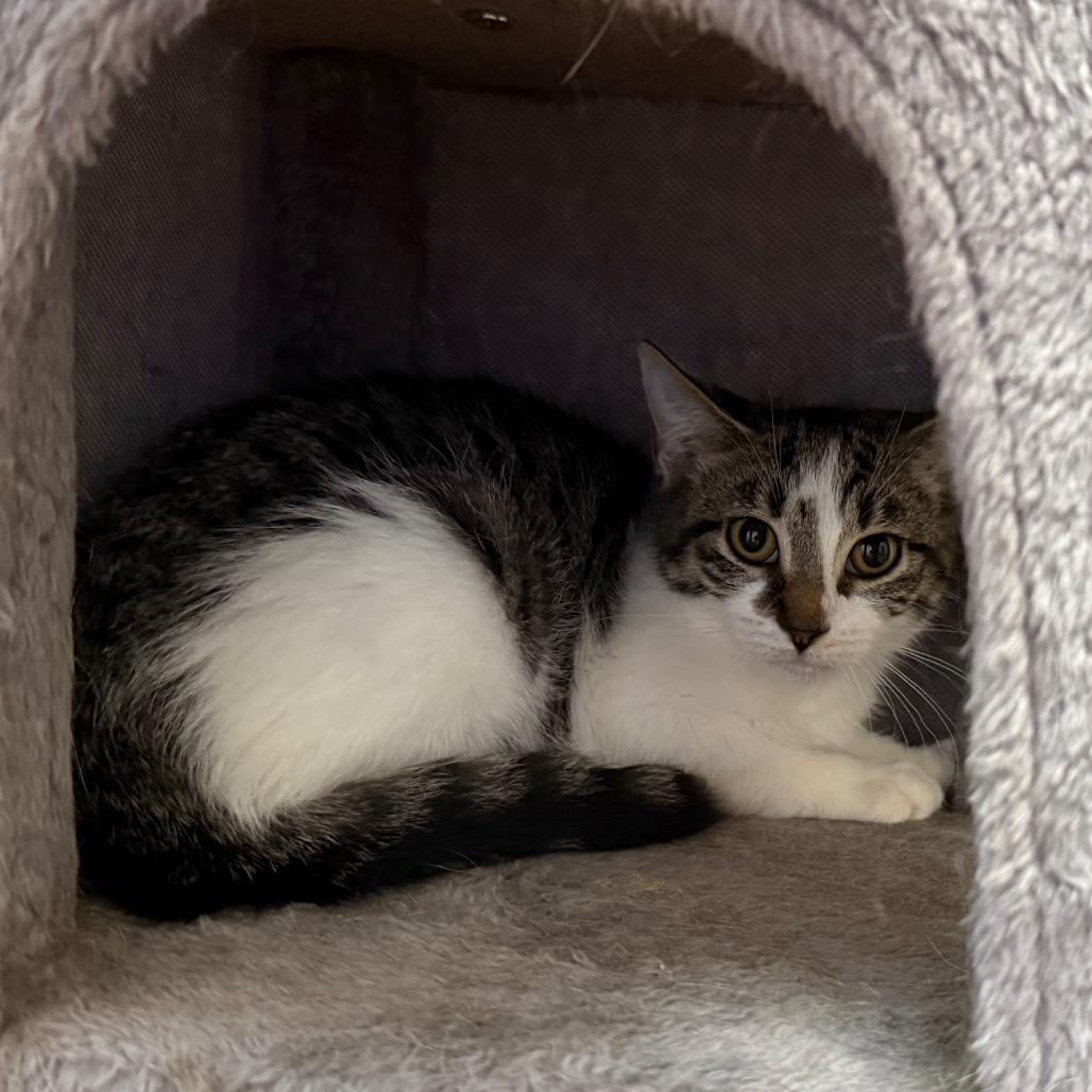 Enlarge Hunteress, a Adoptable Domestic Short Hair in Ballston Spa, NY image 3/4