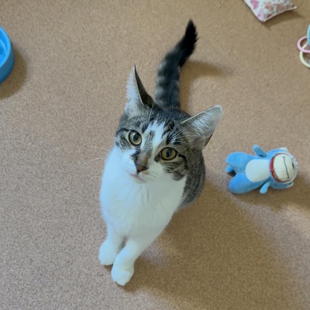 Enlarge Hunteress, a Adoptable Domestic Short Hair in Ballston Spa, NY image 4/4