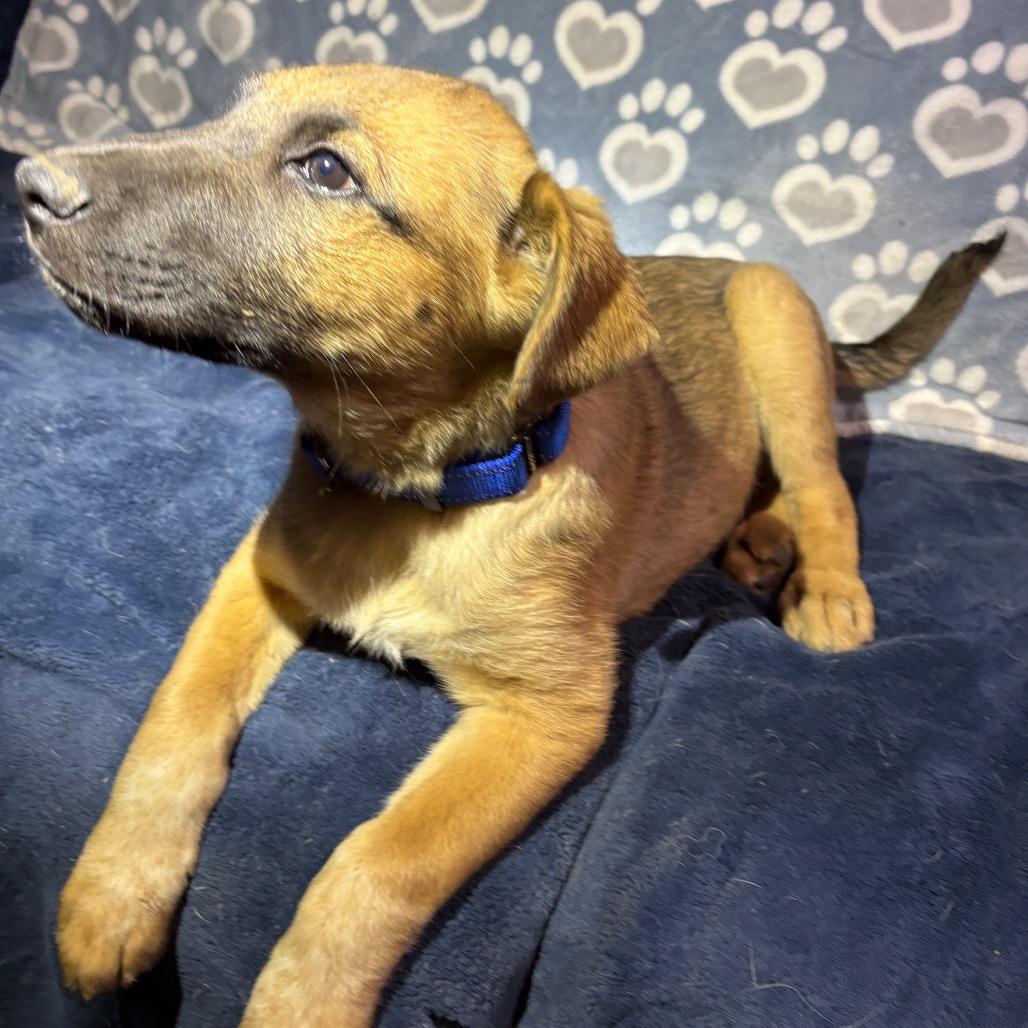 Brier, Adoptable, Young Male Anatolian Shepherd & Cattle Dog.