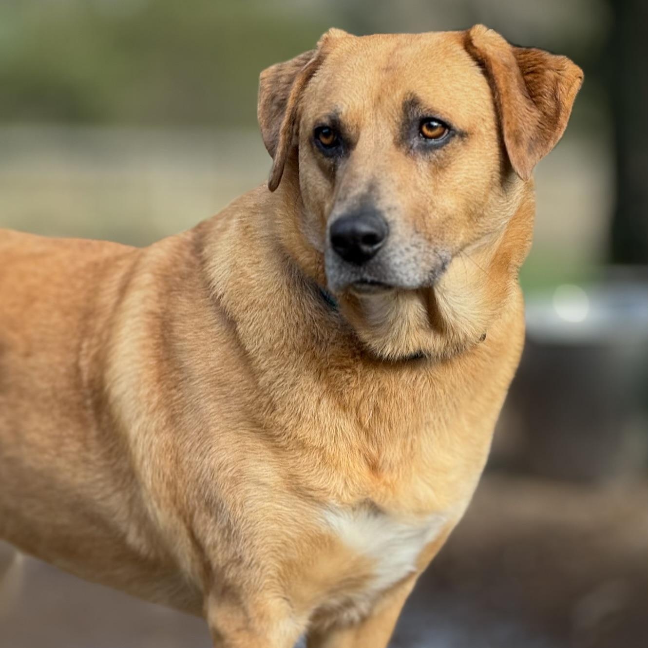 Enlarge Baby Girl, a ADOPTABLE mixed breed in Gualala, CA image 1/1