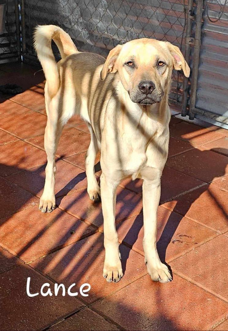 Lance, a Adoptable mixed breed in Wrightwood, CA image 1/2