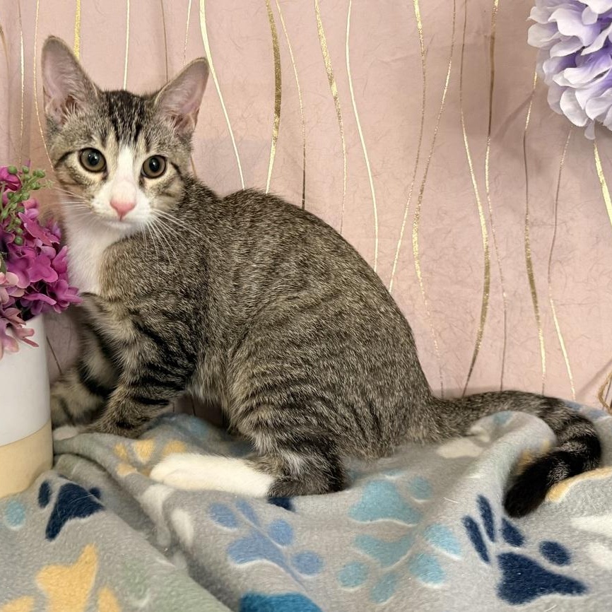 Enlarge Cyro, a Adoptable Domestic Short Hair in Keene, NH image 2/5