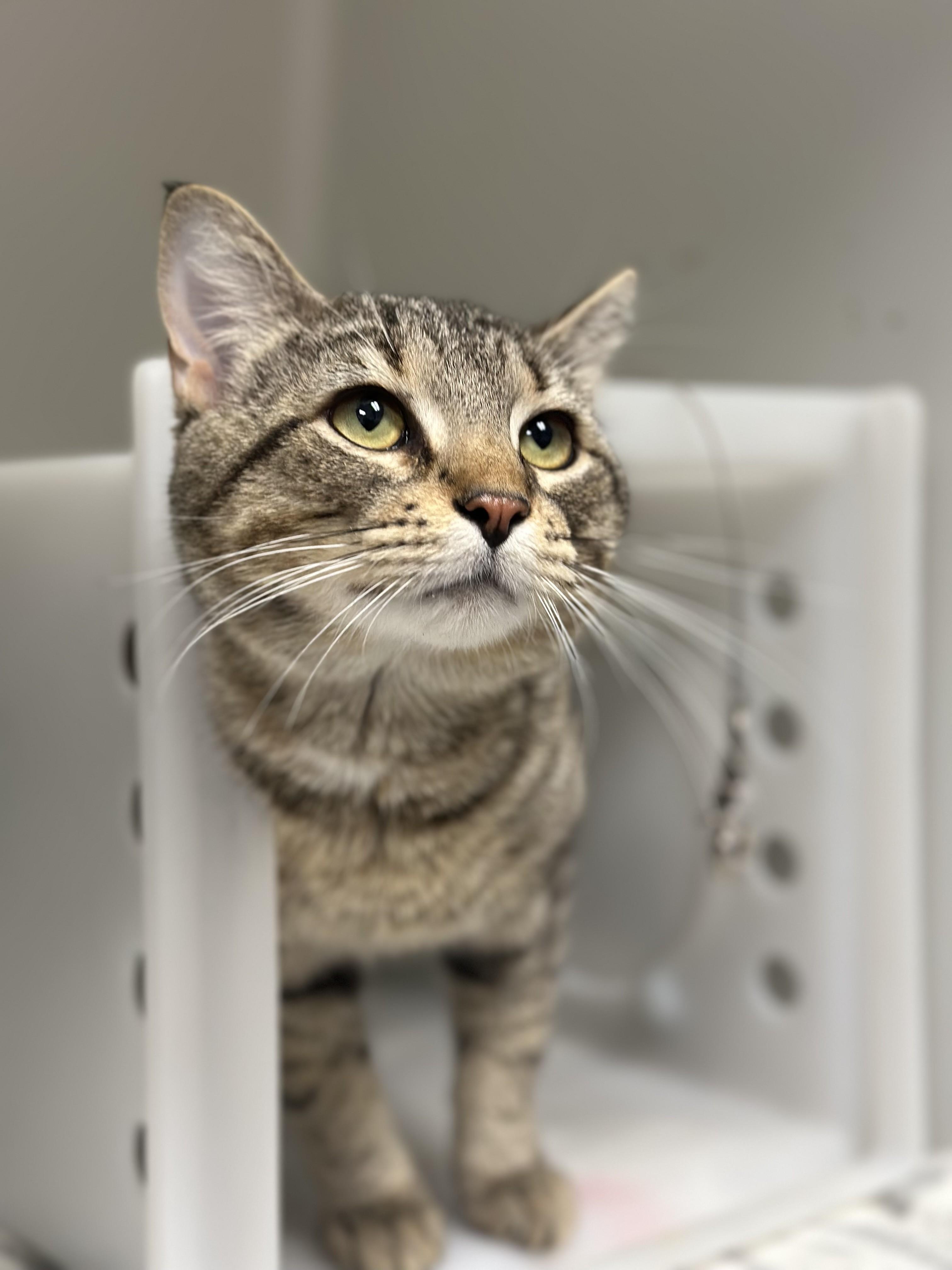 Jay-Jay The Jet Plane, ADOPTABLE, Adult Male Domestic Short Hair.