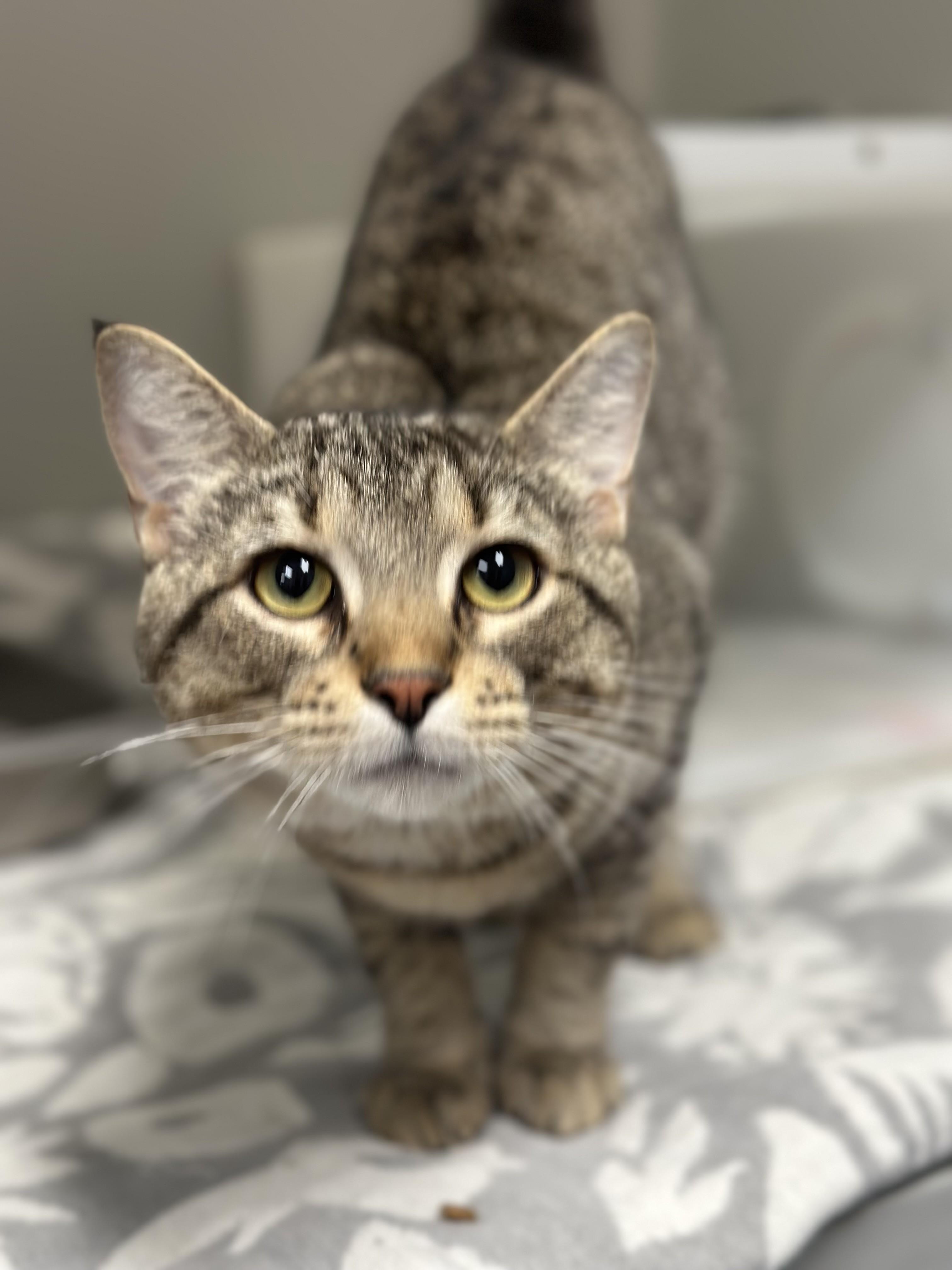 Jay-Jay The Jet Plane, a ADOPTABLE Domestic Short Hair in Stafford, VA image 3/3