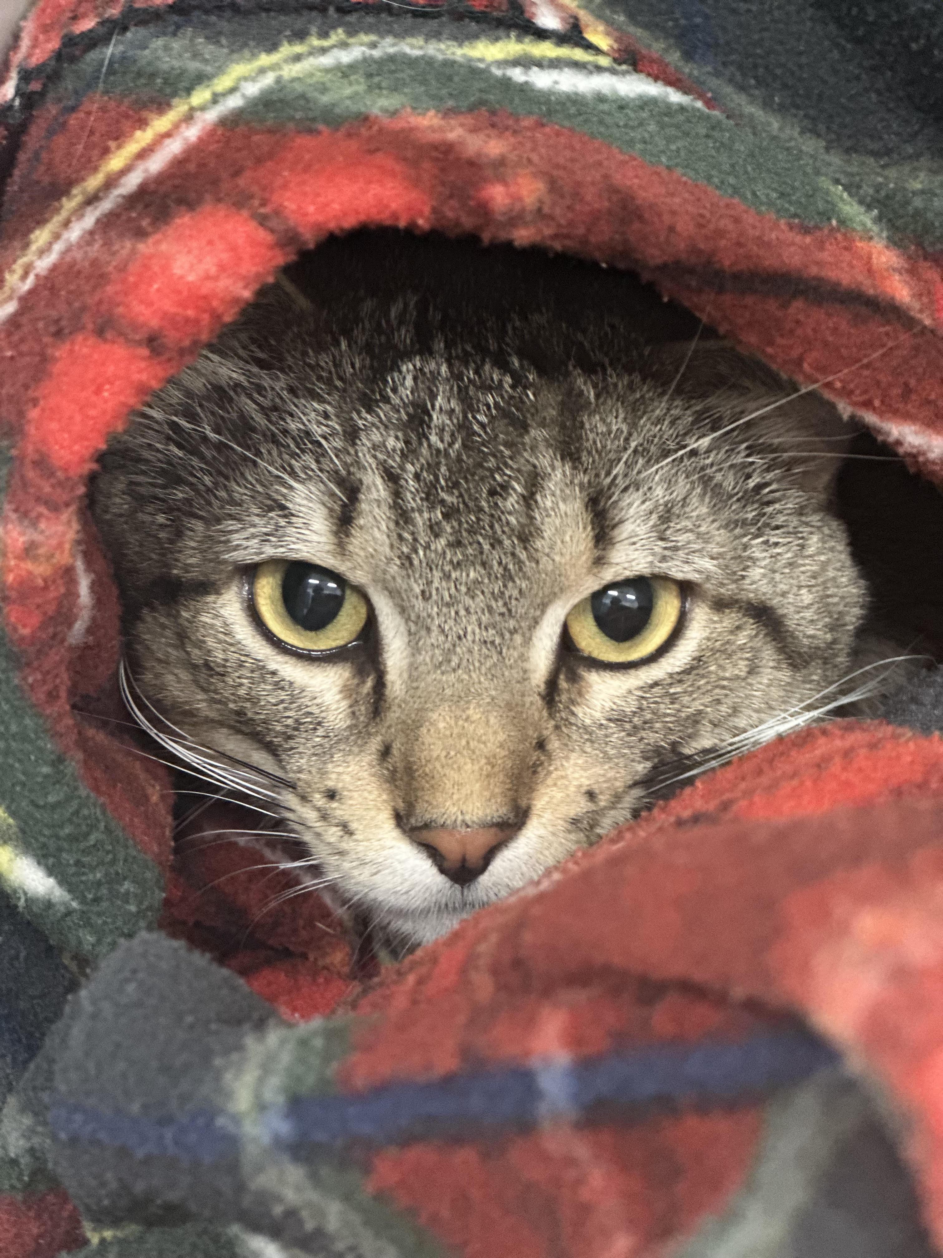 Jay-Jay The Jet Plane, a ADOPTABLE Domestic Short Hair in Stafford, VA image 2/3