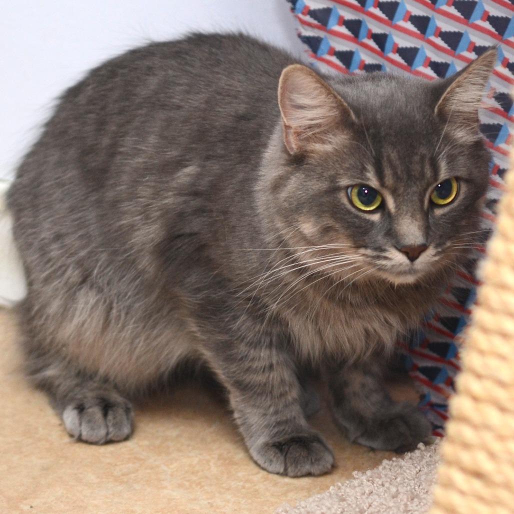Smokie Pali, Adoptable, Adult Female Domestic Short Hair.