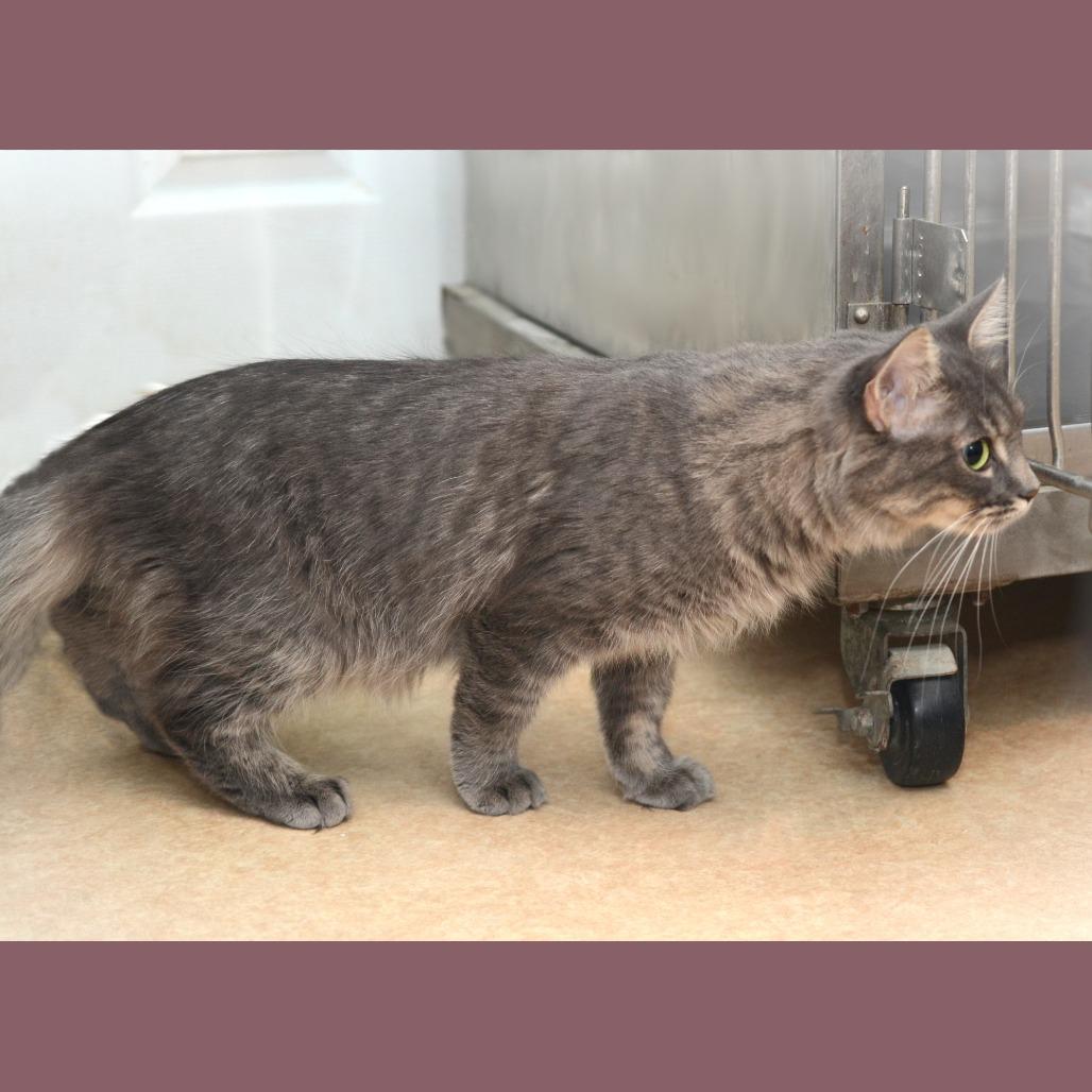 Enlarge Smokie Pali, a Adoptable Domestic Short Hair in Natick, MA image 2/4