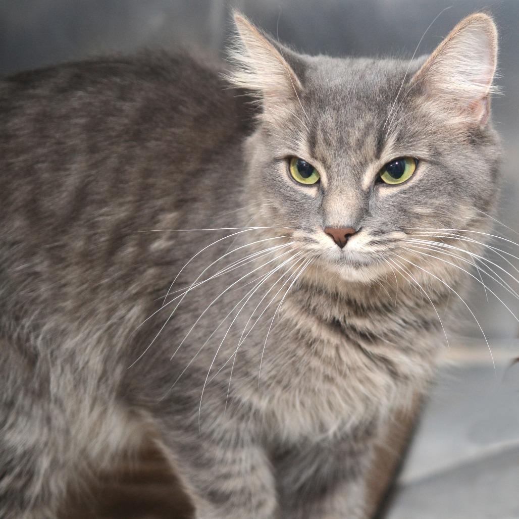Enlarge Smokie Pali, a Adoptable Domestic Short Hair in Natick, MA image 3/4