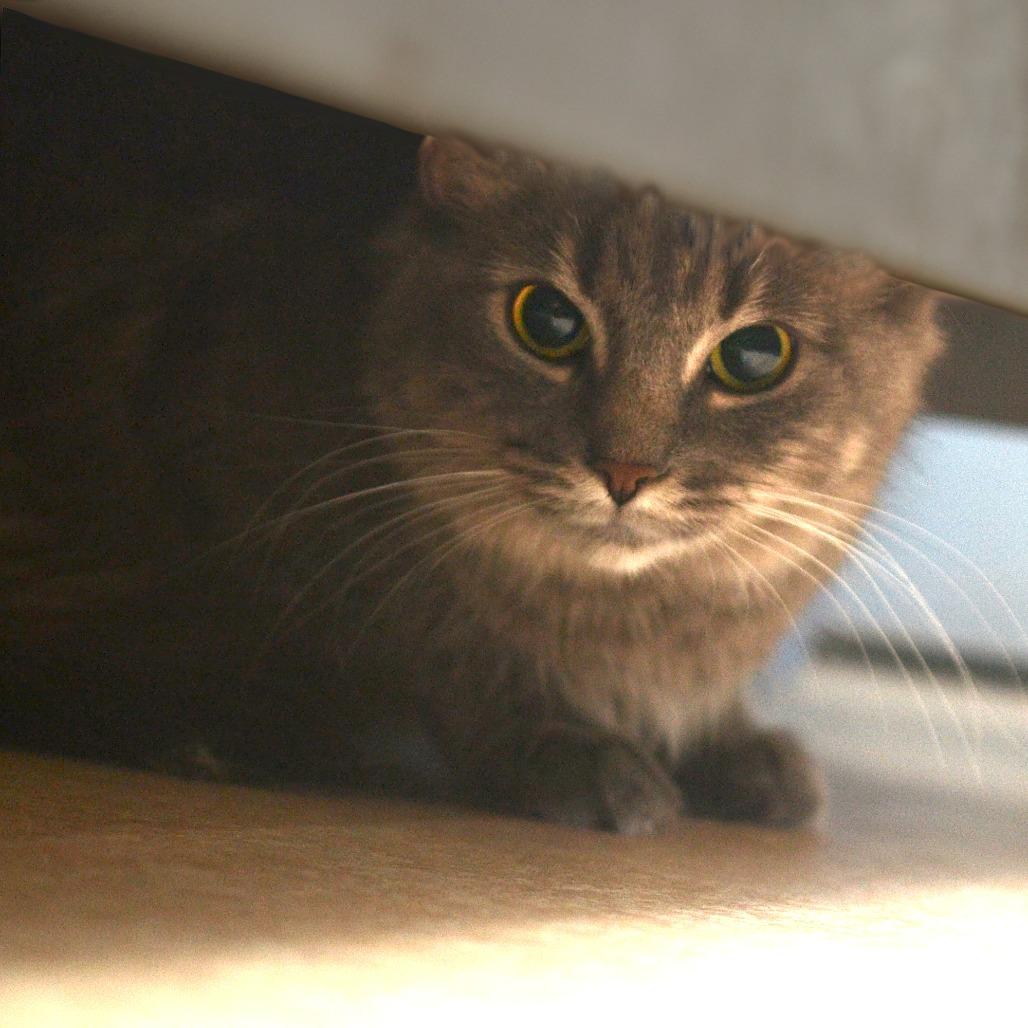 Enlarge Smokie Pali, a Adoptable Domestic Short Hair in Natick, MA image 4/4