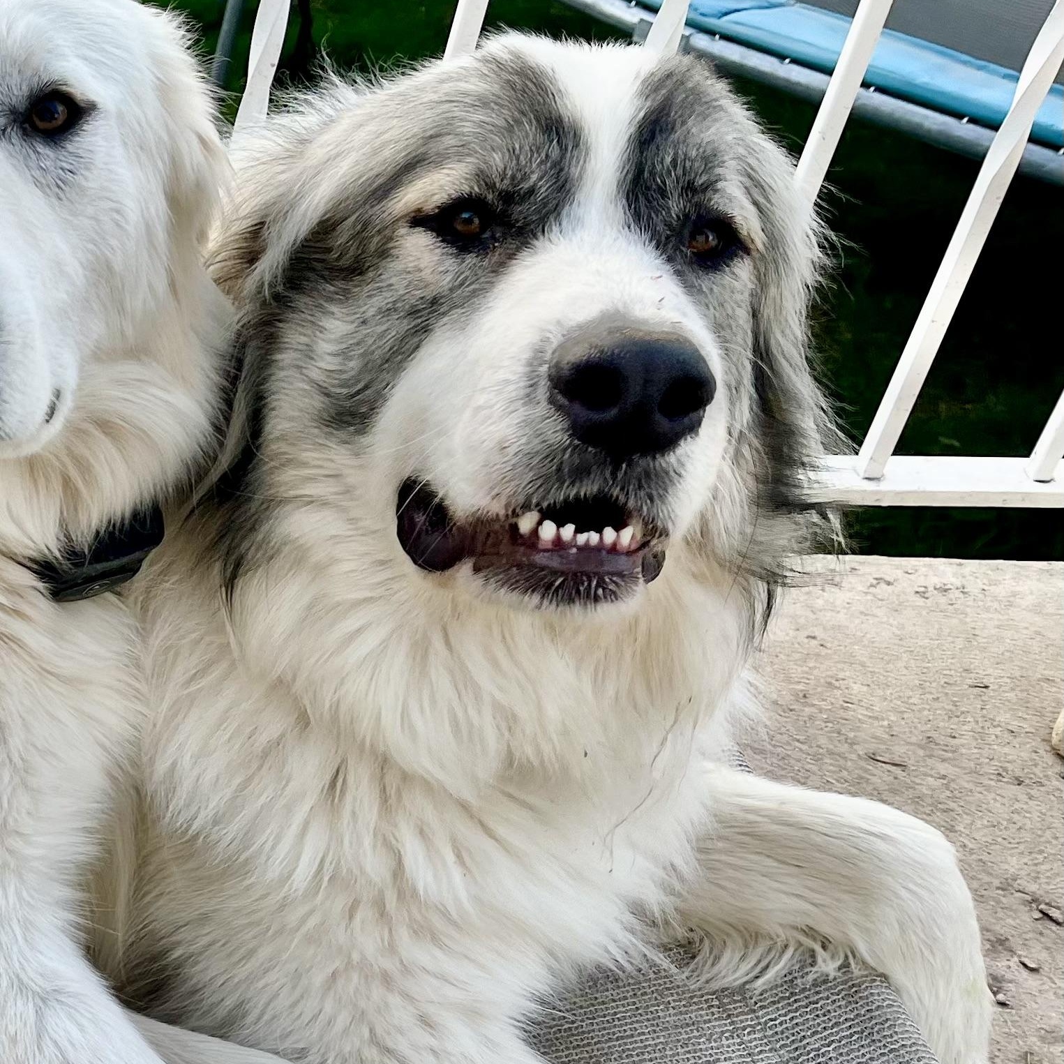 Oscar, an adoptable Great Pyrenees in Pocatello, ID, 83201 | Photo Image 1
