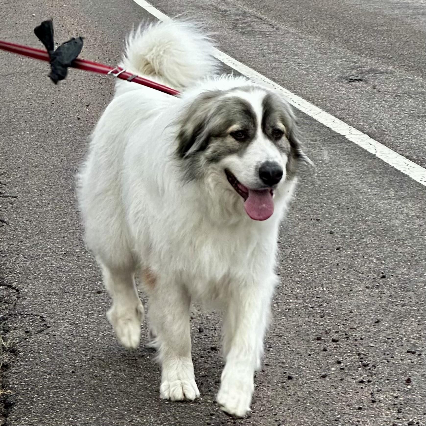 Oscar, an adoptable Great Pyrenees in Pocatello, ID, 83201 | Photo Image 2