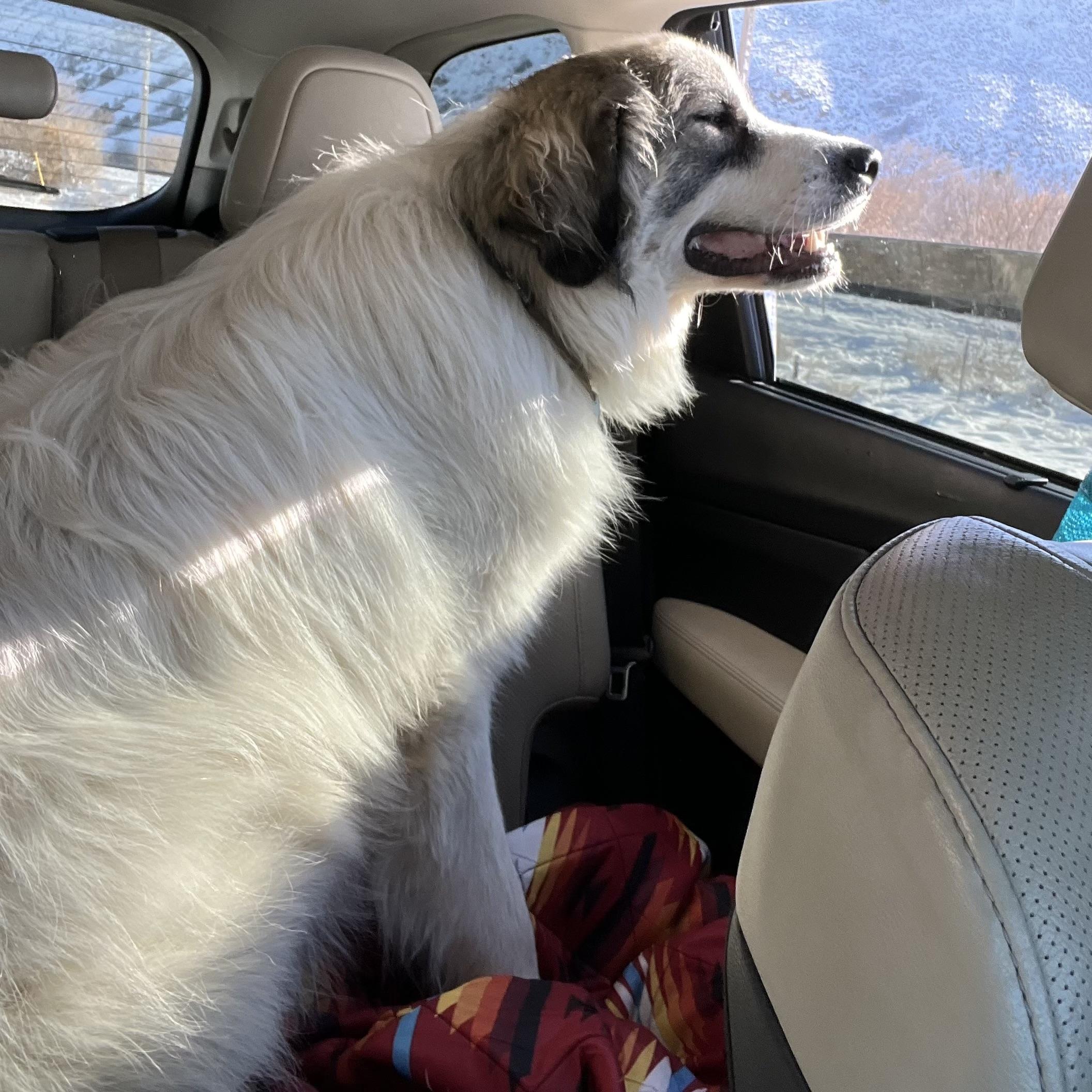 Oscar, an adoptable Great Pyrenees in Pocatello, ID, 83201 | Photo Image 3