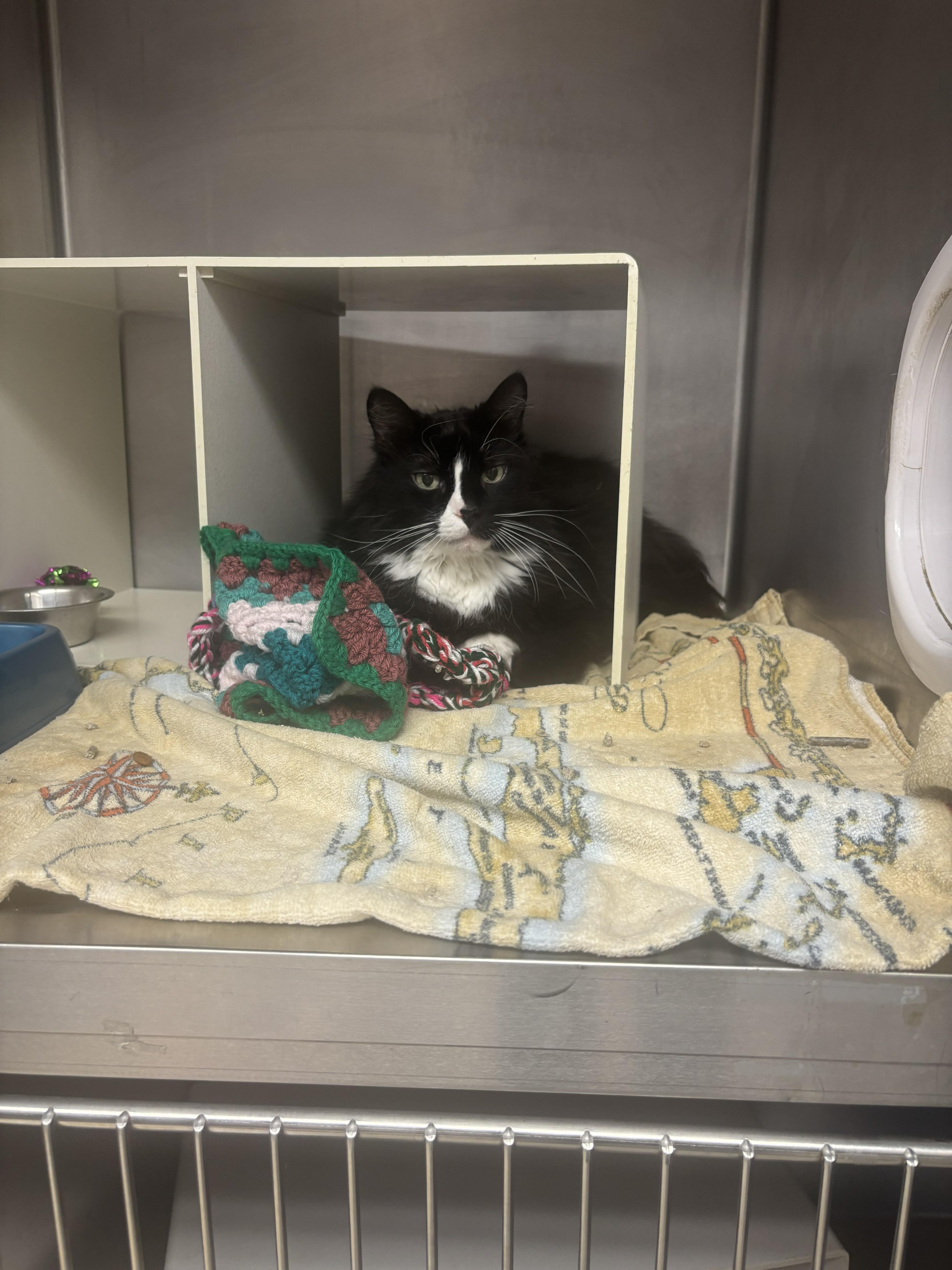 Bojangles, ADOPTABLE, Senior Female Domestic Medium Hair.