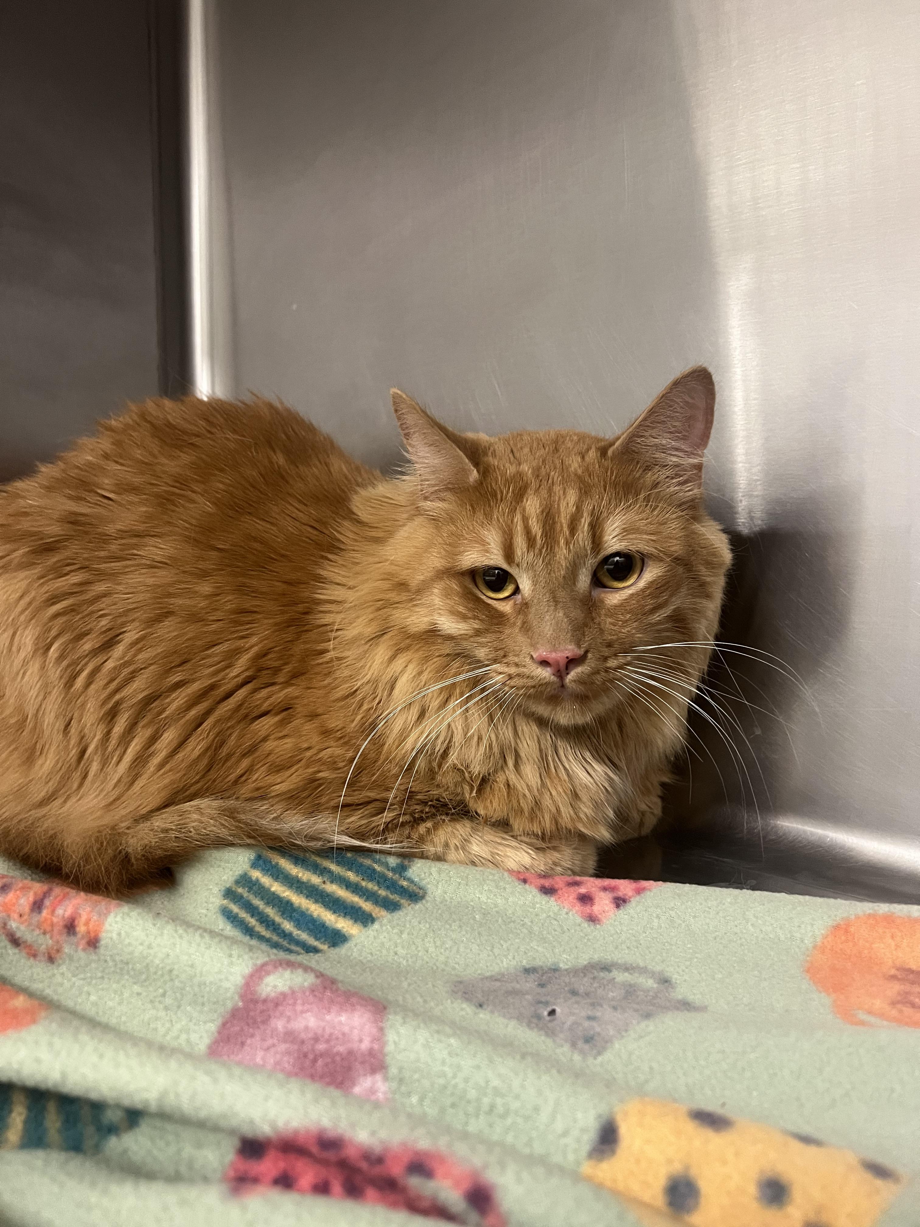 Oscar, Adoptable, Adult Male Domestic Long Hair.