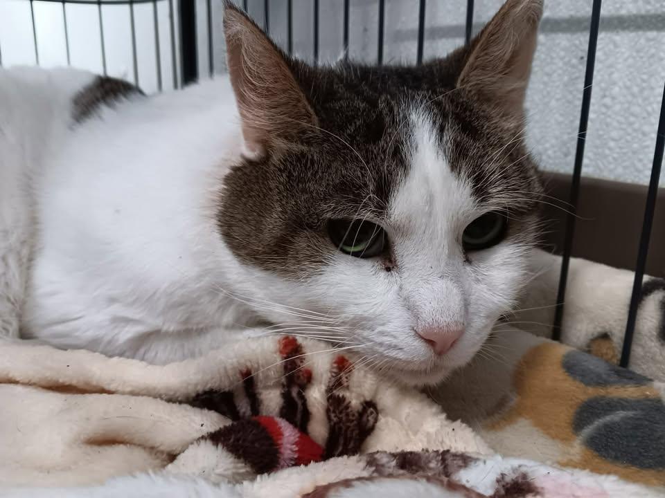 Enlarge Burt, a ADOPTABLE Domestic Short Hair in Winthrop, ME image 1/1