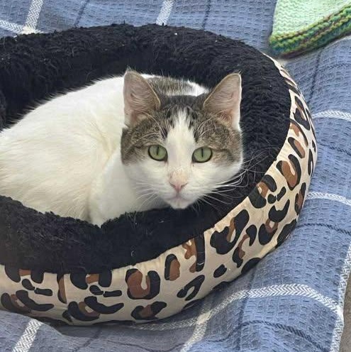 Enlarge Burt, a ADOPTABLE Domestic Short Hair in Winthrop, ME image 2/2