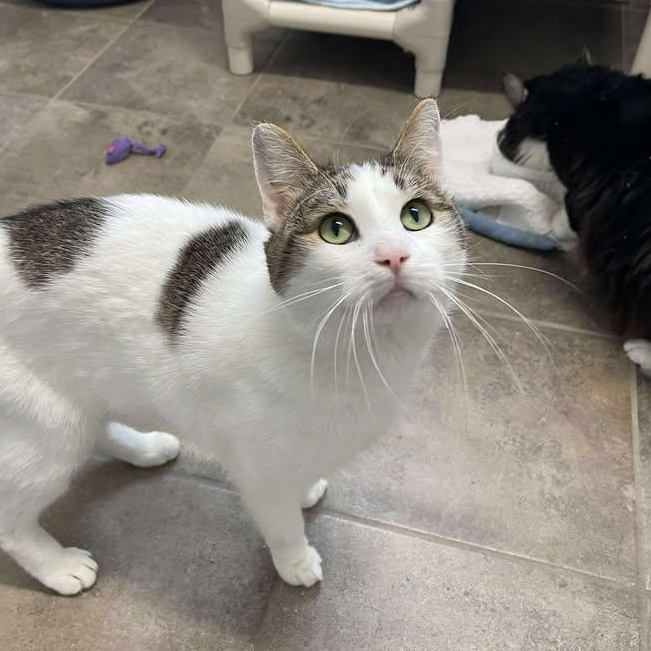 Burt, ADOPTABLE, Adult Male Domestic Short Hair.